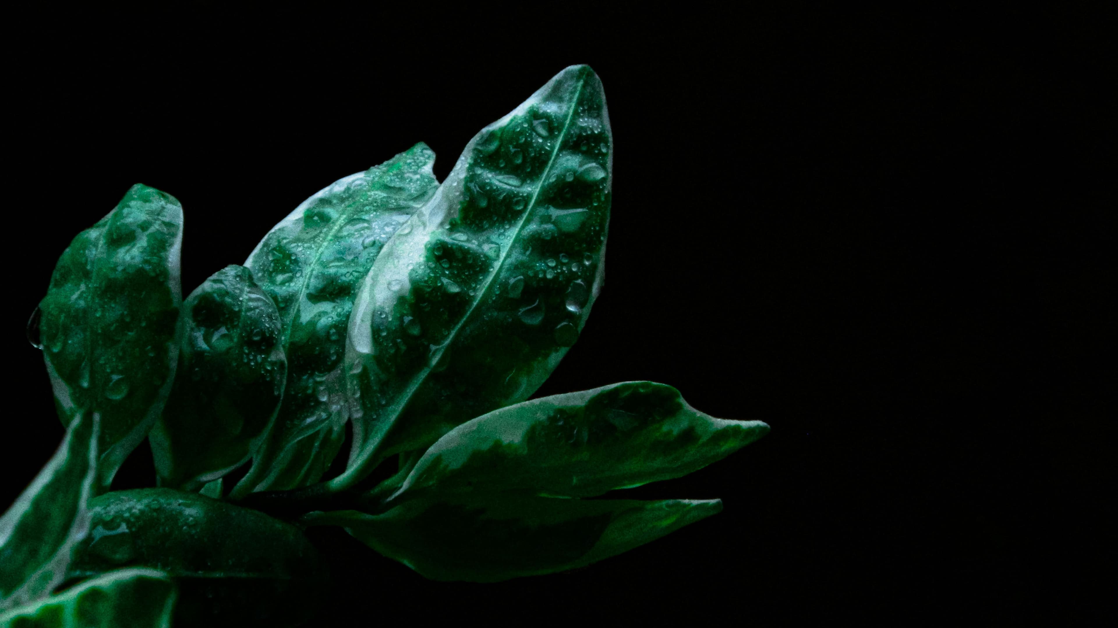 Picture of green leaves